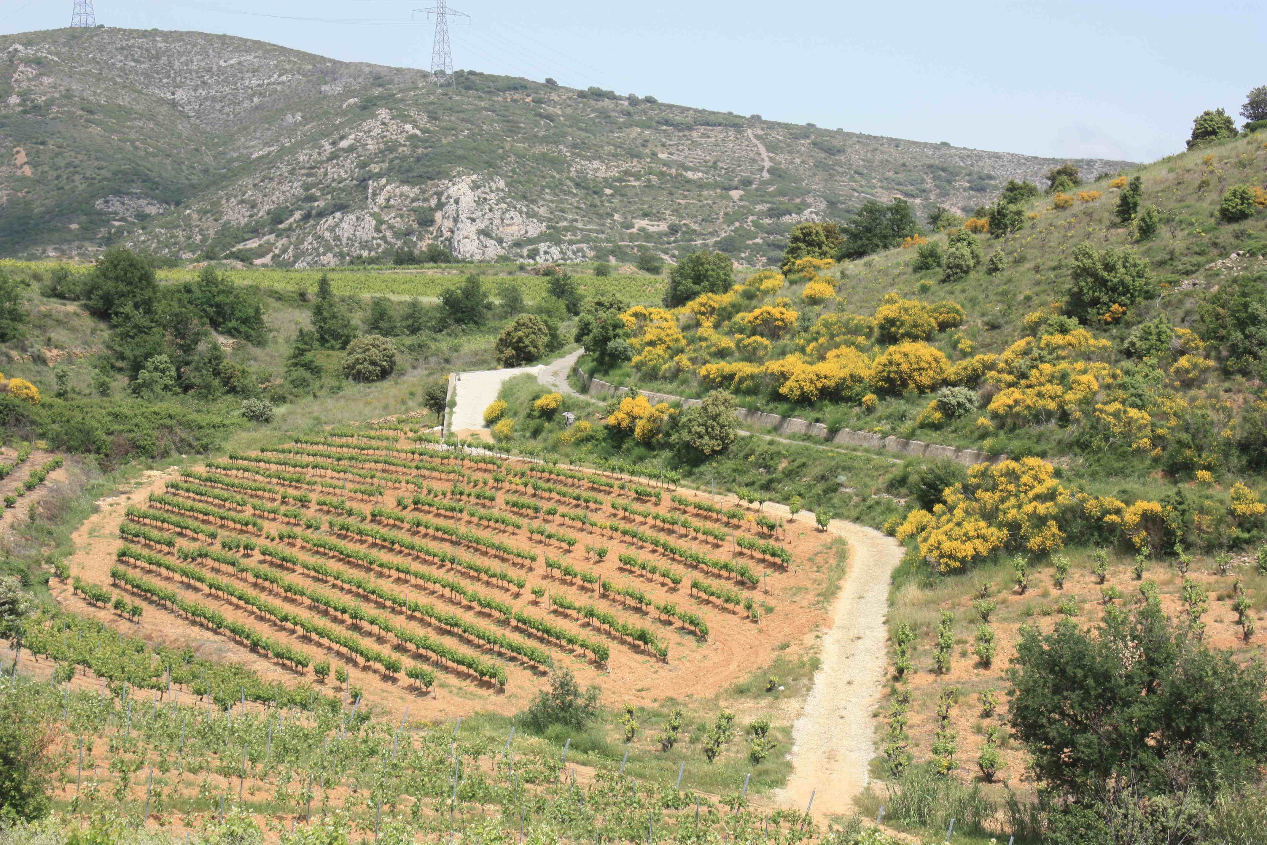 DOMAINE DE LA BALMIERE Vins de Latour de France